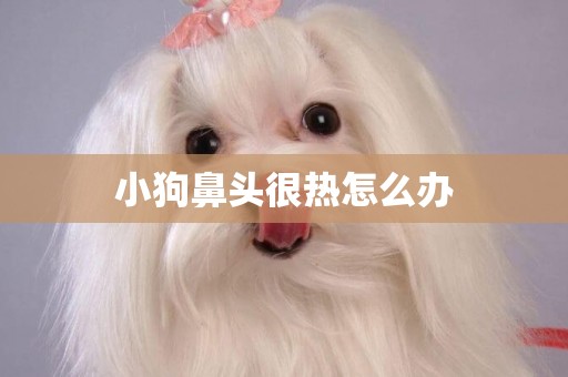 小狗鼻頭很熱怎么辦