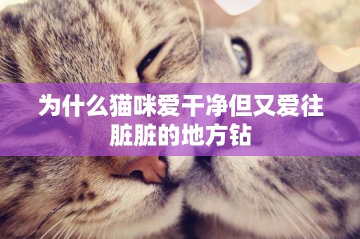 為什么貓咪愛干凈但又愛往臟臟的地方鉆