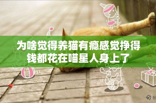 為啥覺得養貓有癮感覺掙得錢都花在喵星人身上了