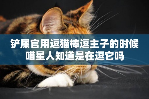 鏟屎官用逗貓棒逗主子的時候喵星人知道是在逗它嗎