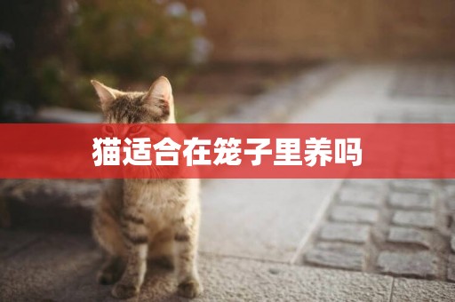 貓適合在籠子里養嗎