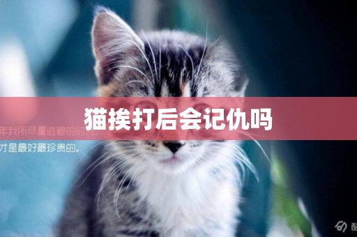 貓挨打后會記仇嗎