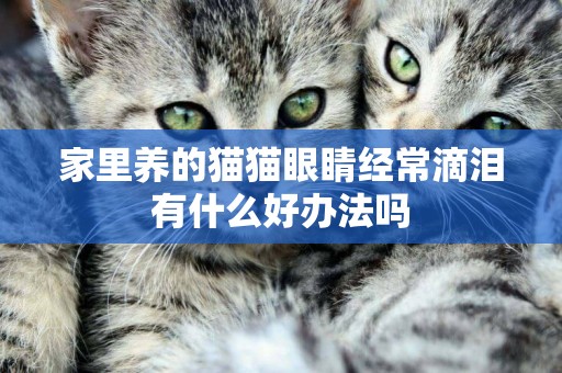 家里養的貓貓眼睛經常滴淚有什么好辦法嗎