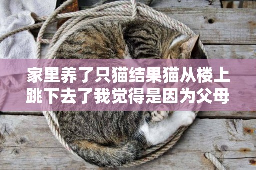 家里養了只貓結果貓從樓上跳下去了我覺得是因為父母的疏忽導致的這是我心態的問題嗎