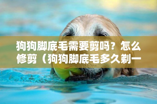 狗狗腳底毛需要剪嗎？怎么修剪（狗狗腳底毛多久剃一次）