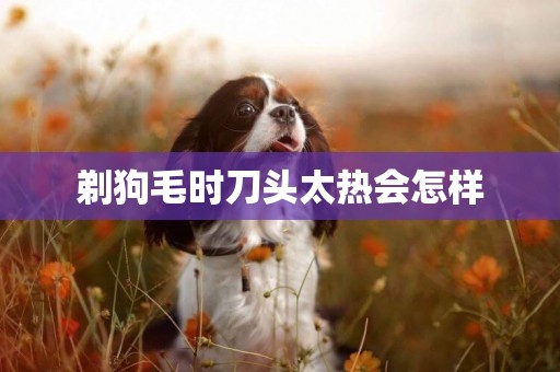 剃狗毛時刀頭太熱會怎樣