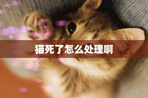 貓死了怎么處理啊