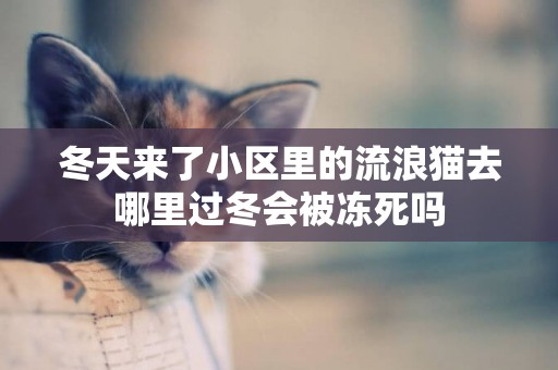 冬天來了小區里的流浪貓去哪里過冬會被凍死嗎
