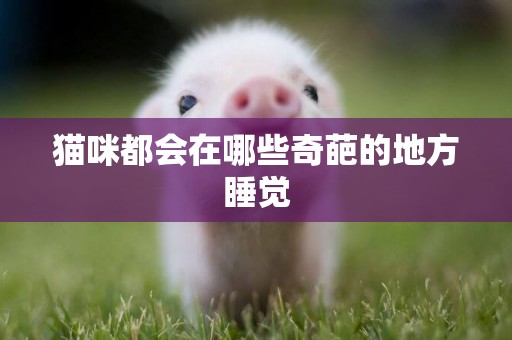 貓咪都會在哪些奇葩的地方睡覺