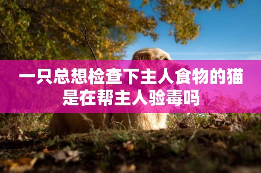 一只總想檢查下主人食物的貓是在幫主人驗毒嗎