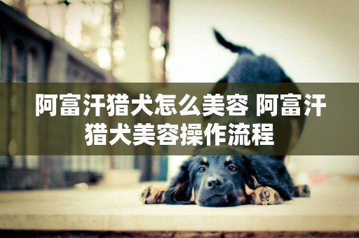 阿富汗獵犬怎么美容 阿富汗獵犬美容操作流程