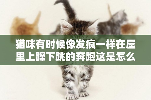 貓咪有時候像發瘋一樣在屋里上躥下跳的奔跑這是怎么一回事呢