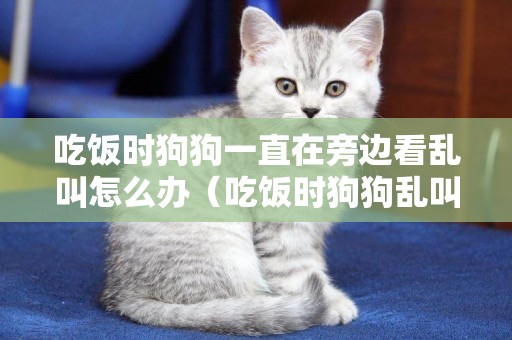 吃飯時狗狗一直在旁邊看亂叫怎么辦（吃飯時狗狗亂叫改正方法）