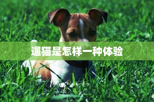 遛貓是怎樣一種體驗