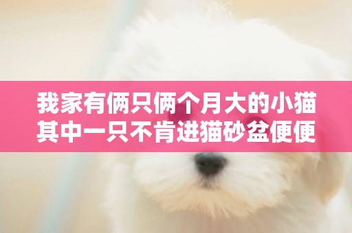 我家有倆只倆個月大的小貓其中一只不肯進貓砂盆便便！不明白為什么怎么解決