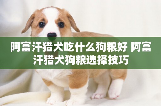 阿富汗獵犬吃什么狗糧好 阿富汗獵犬狗糧選擇技巧