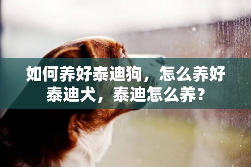 如何養好泰迪狗，怎么養好泰迪犬，泰迪怎么養？