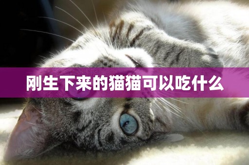 剛生下來的貓貓可以吃什么