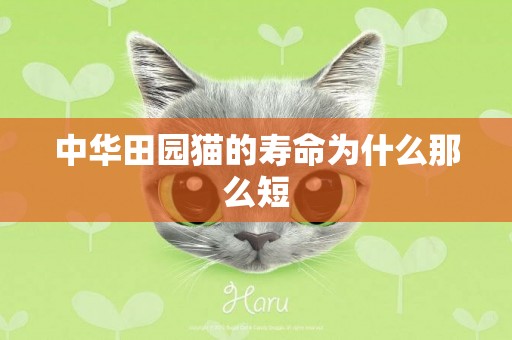 中華田園貓的壽命為什么那么短
