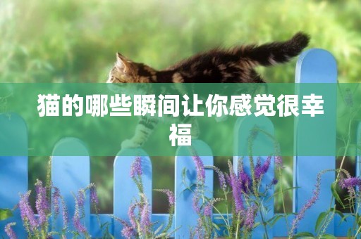 貓的哪些瞬間讓你感覺很幸福
