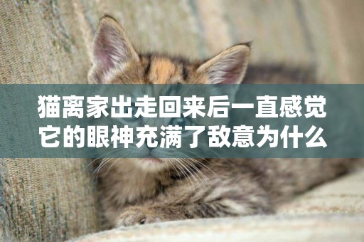 貓離家出走回來后一直感覺它的眼神充滿了敵意為什么