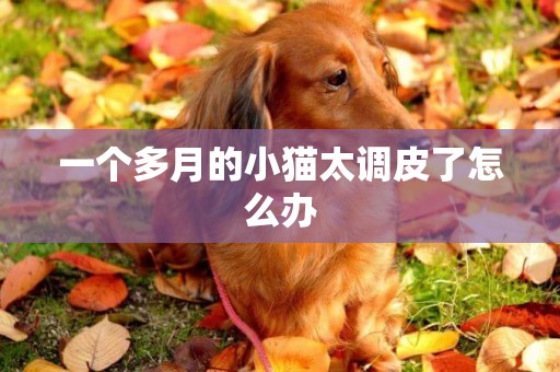 一個多月的小貓太調皮了怎么辦