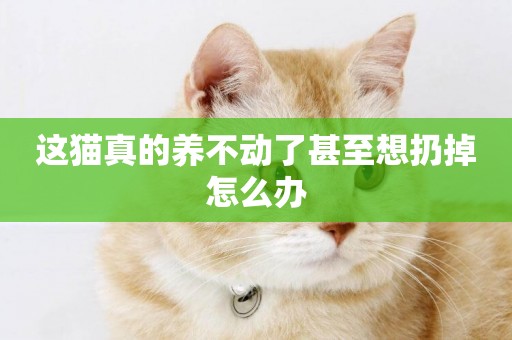 這貓真的養不動了甚至想扔掉怎么辦