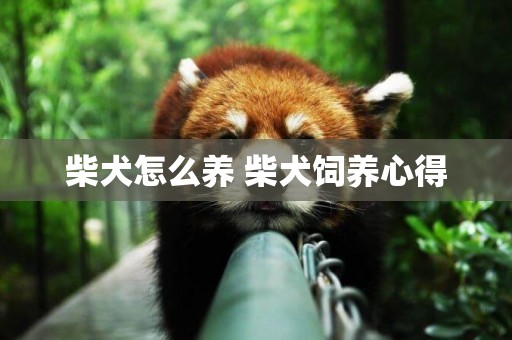 柴犬怎么養 柴犬飼養心得