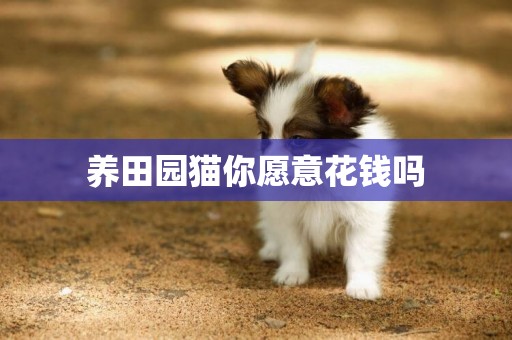 養田園貓你愿意花錢嗎