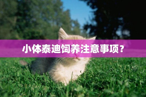 小體泰迪飼養注意事項？