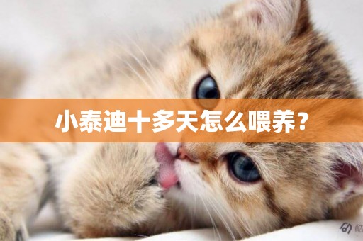 小泰迪十多天怎么喂養？
