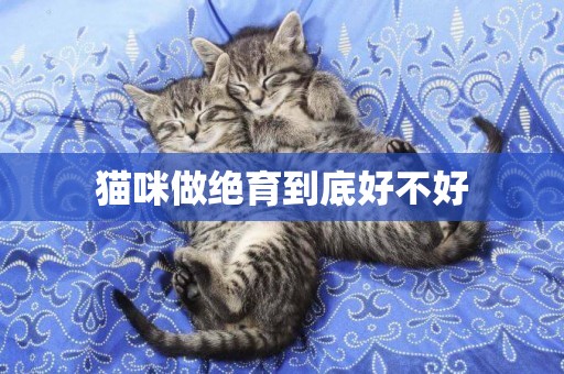 貓咪做絕育到底好不好