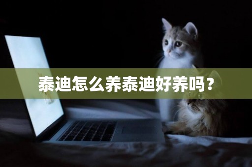 泰迪怎么養泰迪好養嗎？
