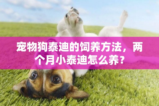 寵物狗泰迪的飼養方法，兩個月小泰迪怎么養？