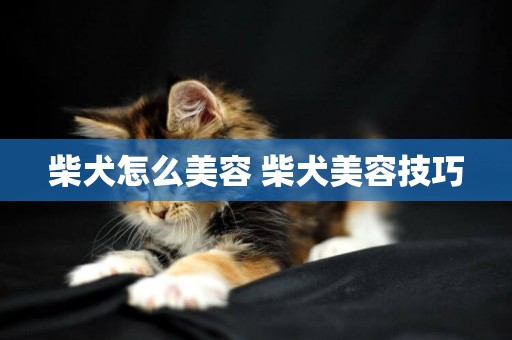 柴犬怎么美容 柴犬美容技巧