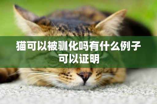 貓可以被馴化嗎有什么例子可以證明