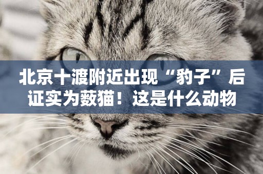 北京十渡附近出現“豹子”后證實為藪貓！這是什么動物
