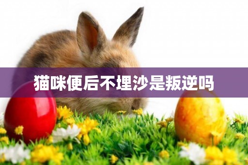 貓咪便后不埋沙是叛逆嗎