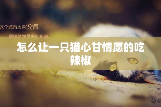 怎么讓一只貓心甘情愿的吃辣椒
