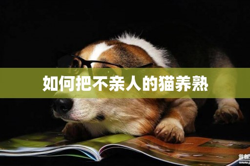如何把不親人的貓養熟