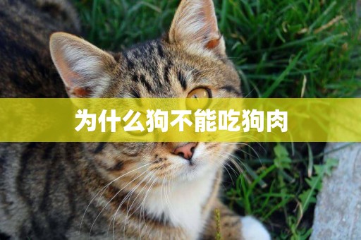 為什么狗不能吃狗肉