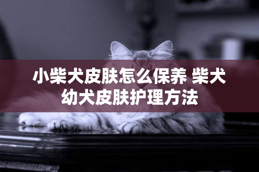 小柴犬皮膚怎么保養 柴犬幼犬皮膚護理方法