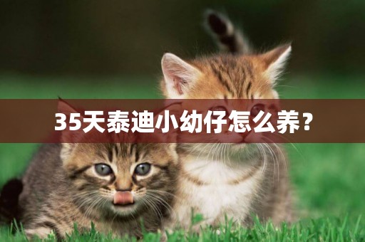 35天泰迪小幼仔怎么養？