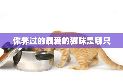 你養過的最愛的貓咪是哪只