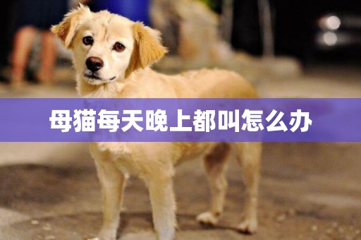 母貓每天晚上都叫怎么辦
