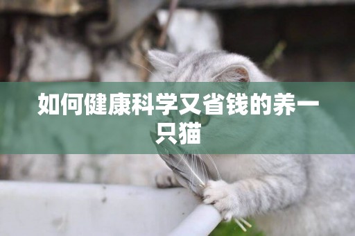 如何健康科學又省錢的養一只貓