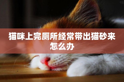 貓咪上完廁所經常帶出貓砂來怎么辦