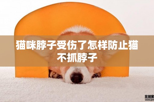 貓咪脖子受傷了怎樣防止貓不抓脖子