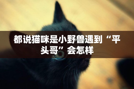 都說貓咪是小野獸遇到“平頭哥”會怎樣
