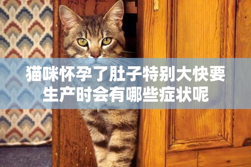 貓咪懷孕了肚子特別大快要生產時會有哪些癥狀呢